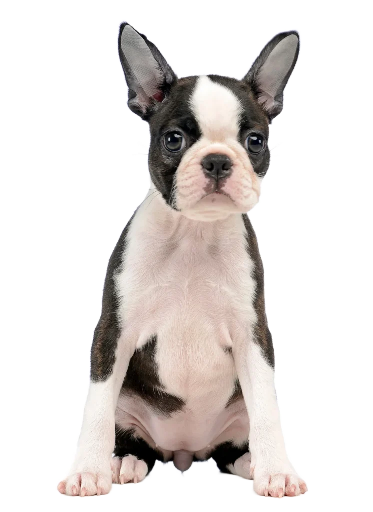 chiot boston terrier