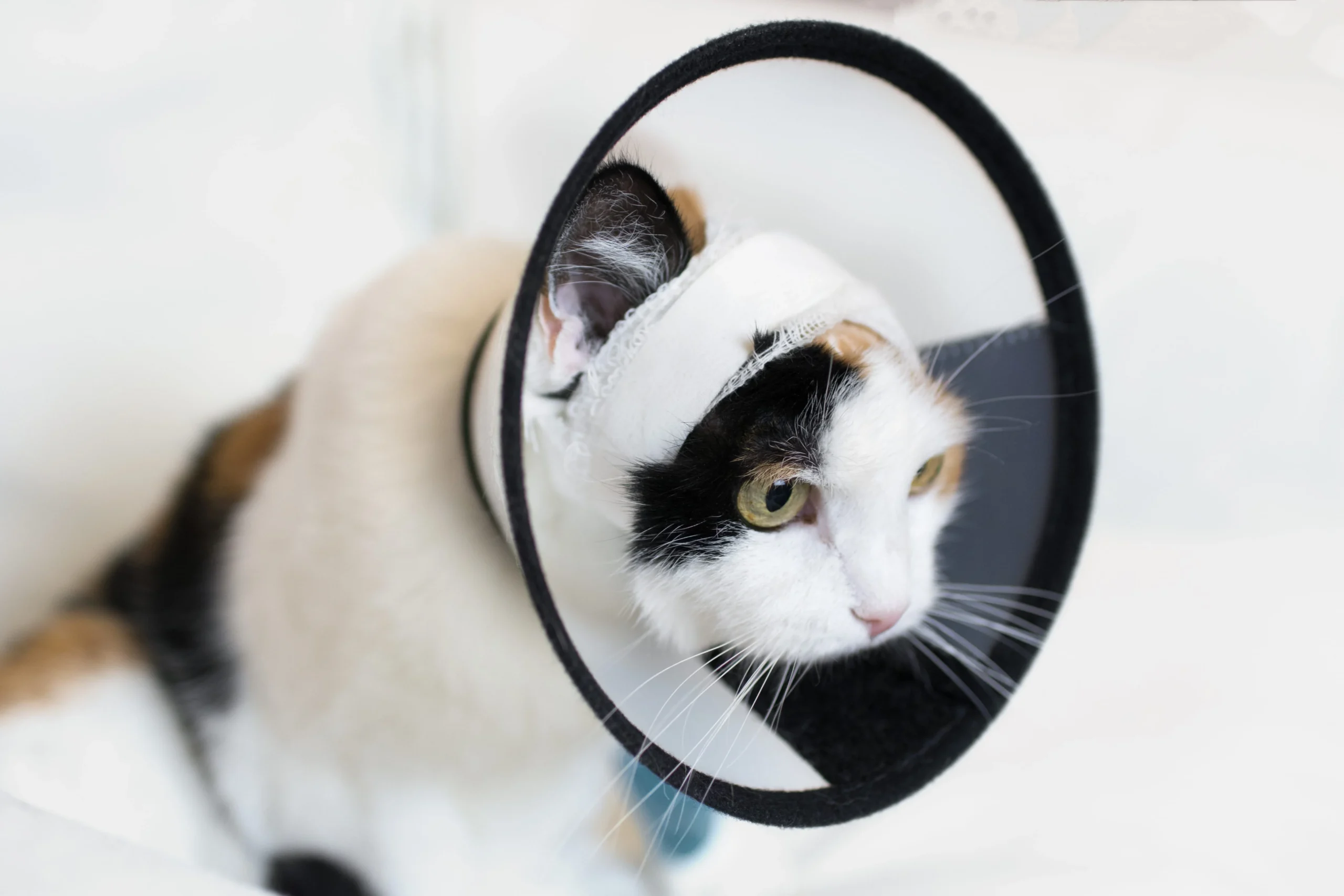 Accidents chez les chats