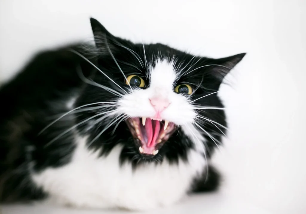 Zoom sur les techniques pour soigner un chat peu coopératif en clinique vétérinaire