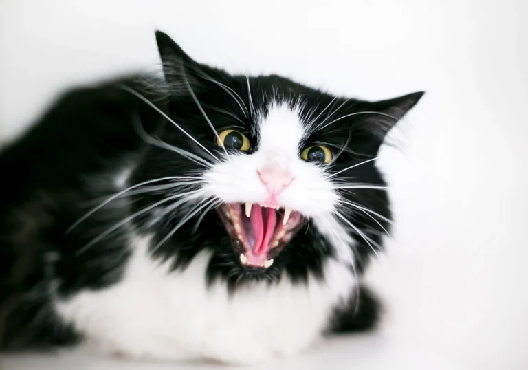 Zoom sur les techniques pour soigner un chat peu coopératif en clinique vétérinaire