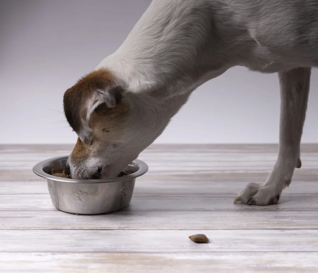 chien mange gamelle