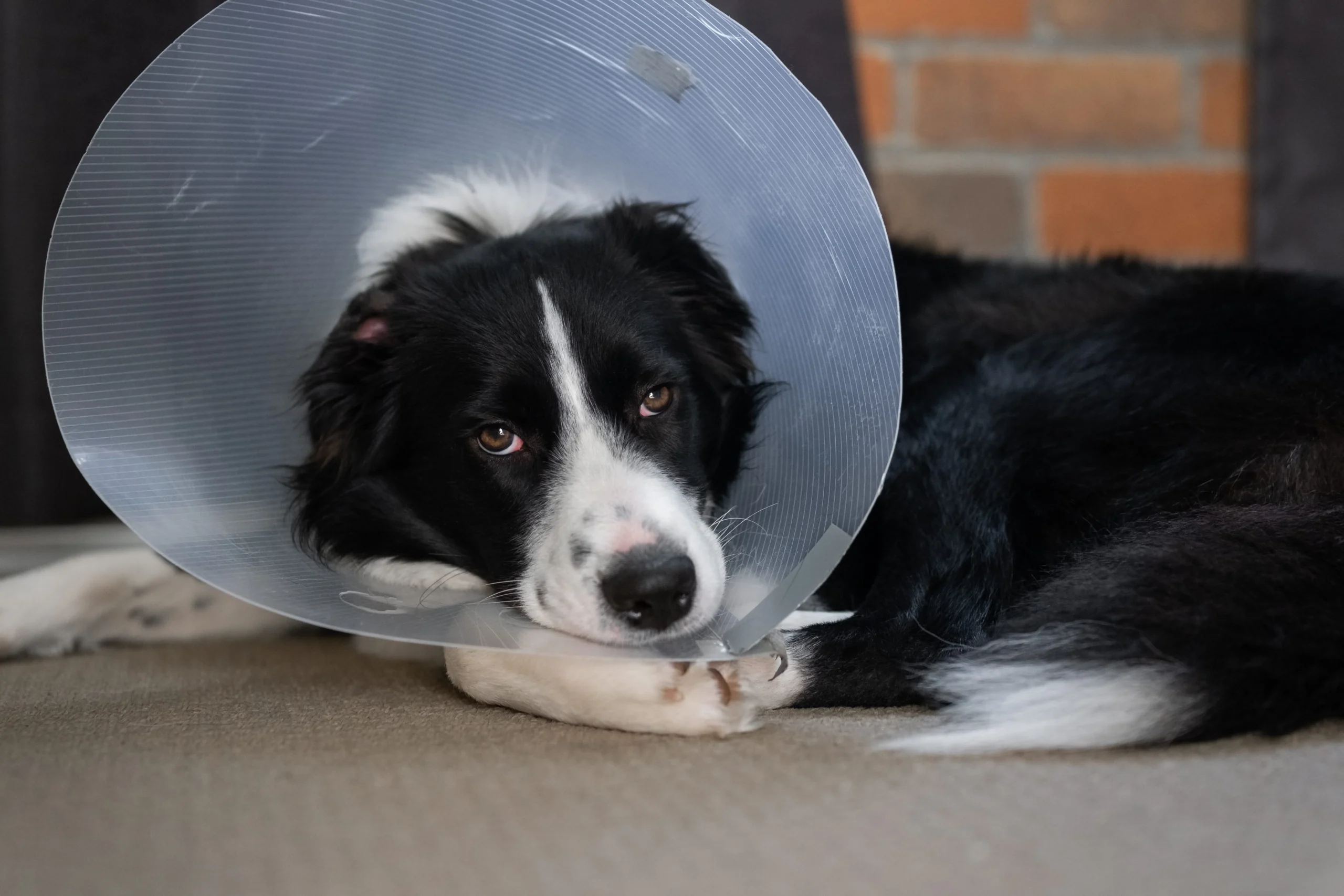 Accidents chez les chiens