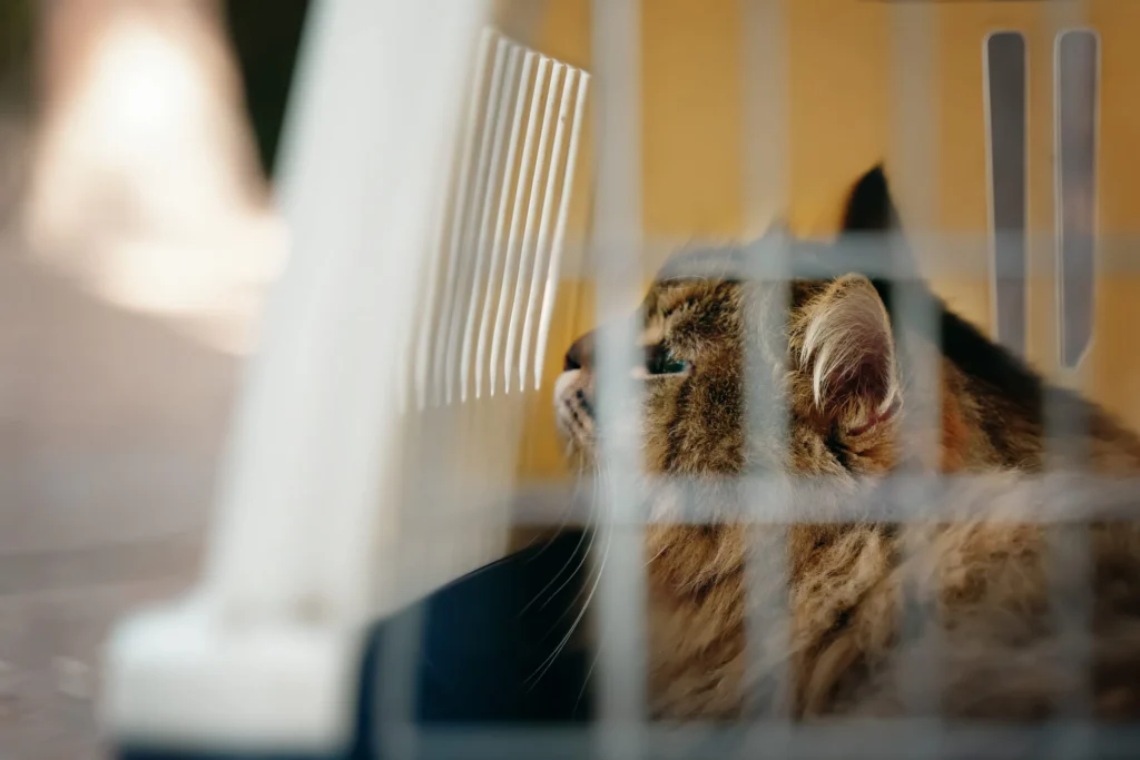 chat cage transport