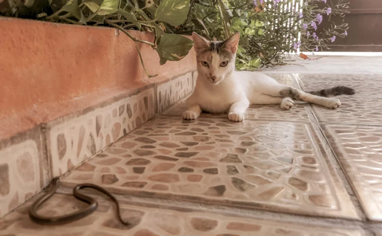 Que faire en cas de morsure de vipère sur un chat ?