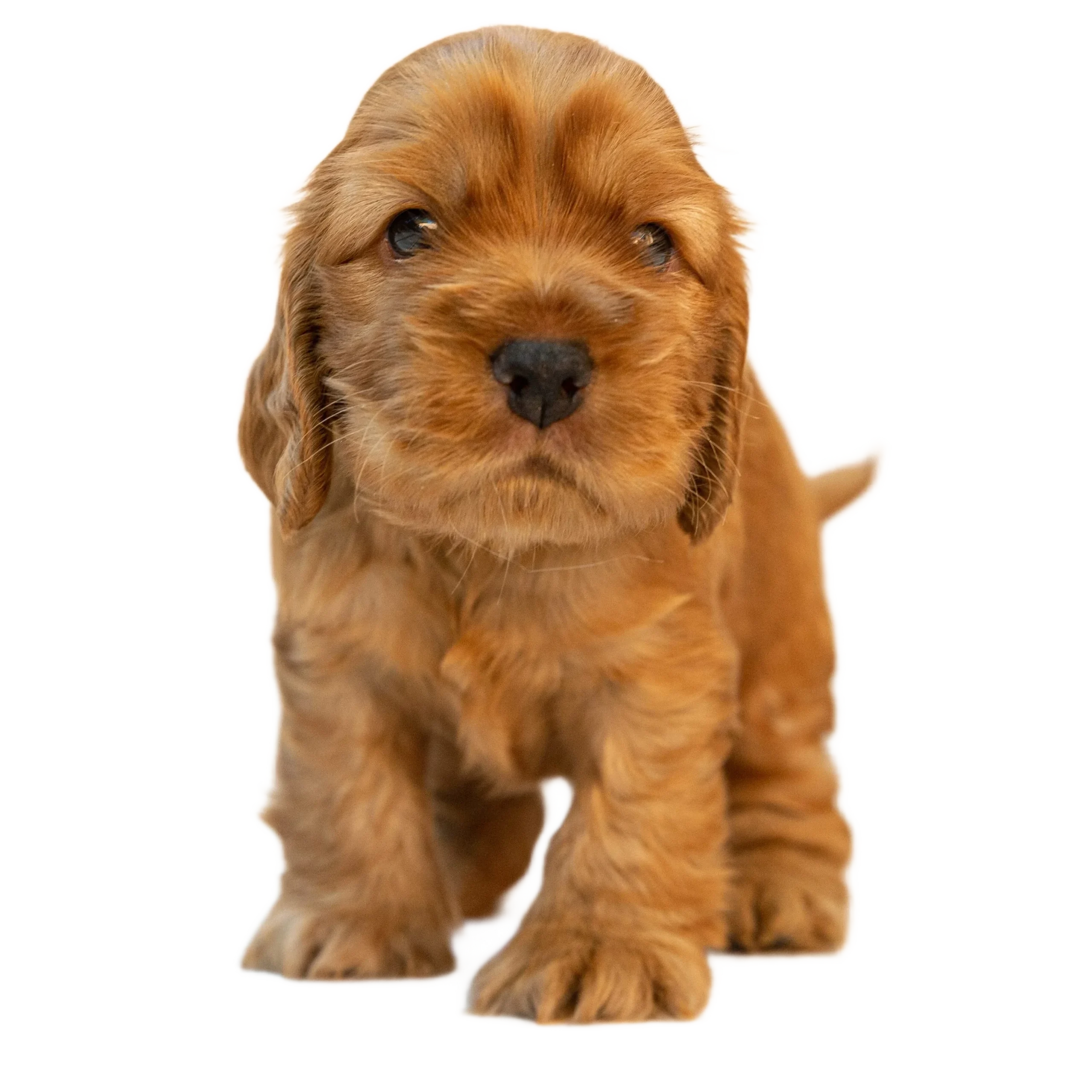 chiot cocker americain