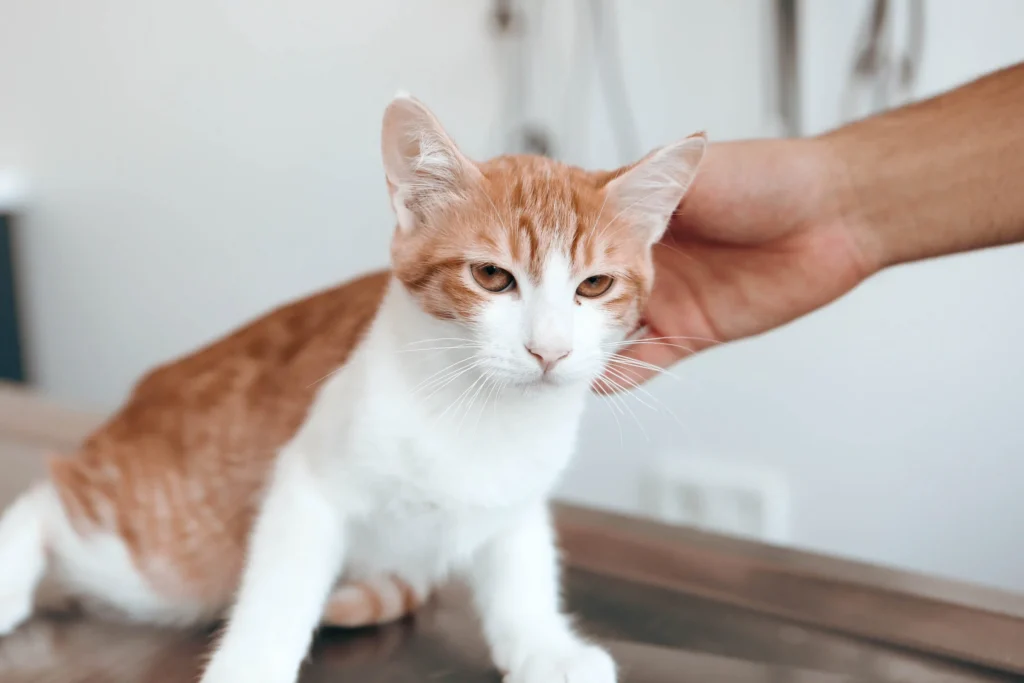 chat contention veterinaire