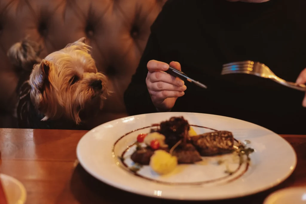 chien reste table