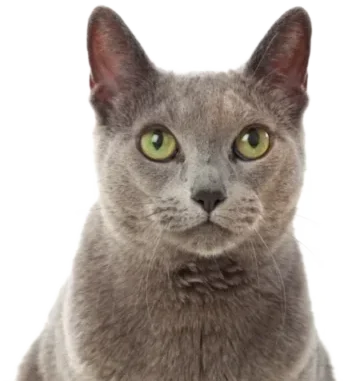 chartreux assurance