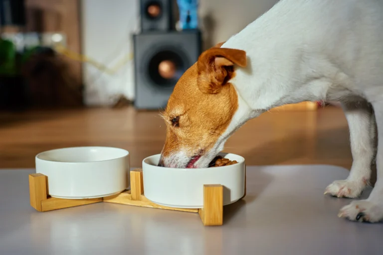 9 idées reçues sur l&rsquo;alimentation du chien, par une vétérinaire