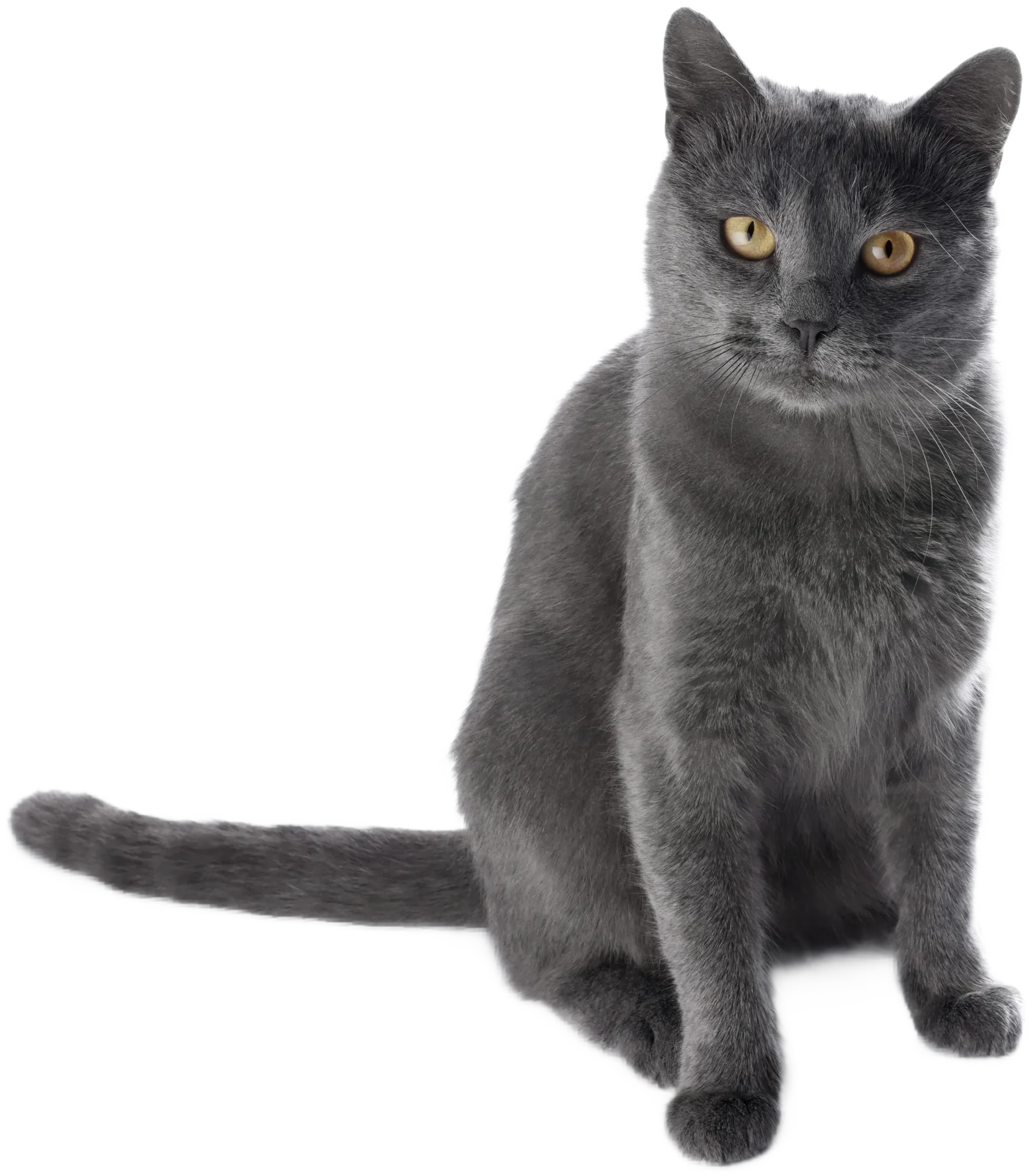 chartreux assis