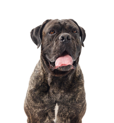 Cane Corso 0560da46 3cd2 4c93 B9e3 314ffa9e93ba E1774269079573