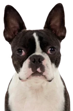 assurance boston terrier