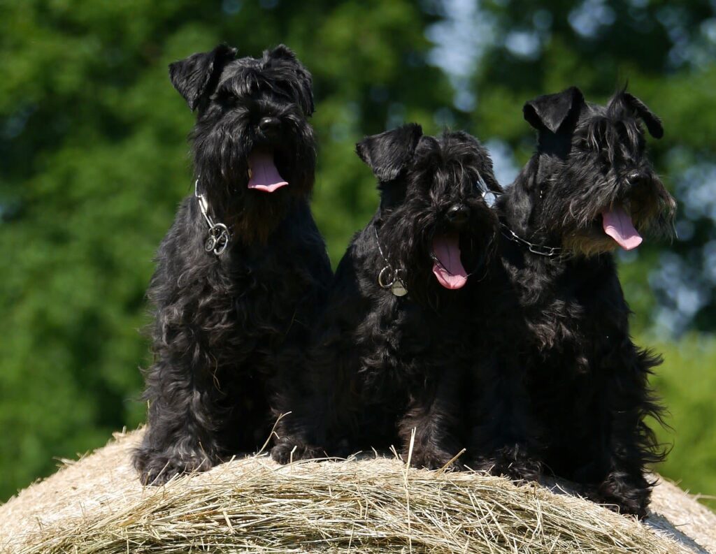 Races de chiens hypoallergéniques