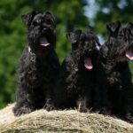 schnauzers