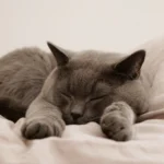 chat rare