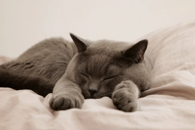Le chat le plus cher du monde et les races de chats les plus rares du monde : préparez votre porte-monnaie !