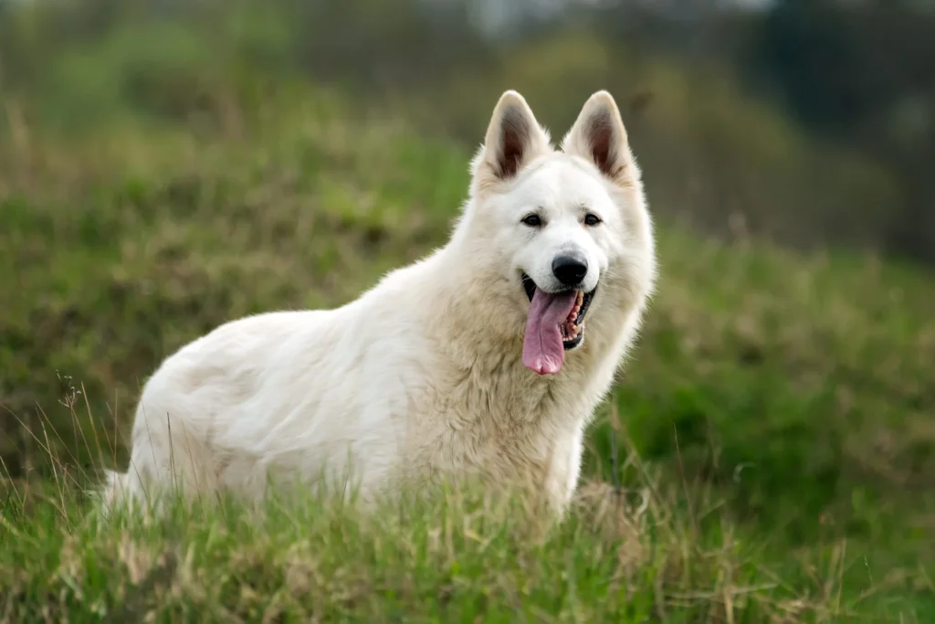 berger blanc suisse soleil
