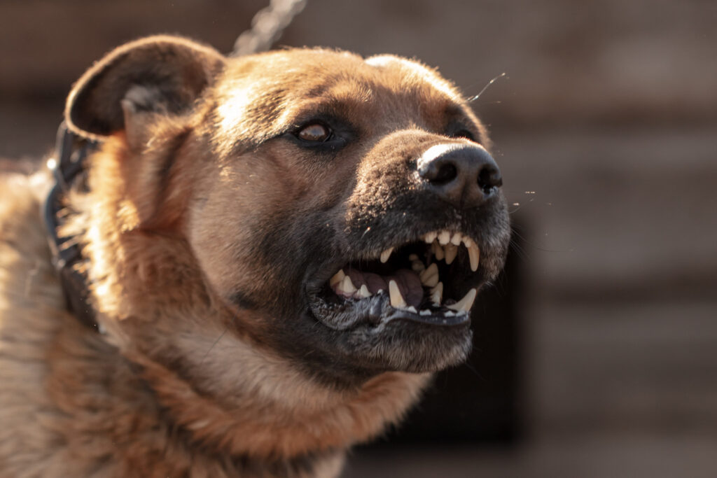 Chien mordeur