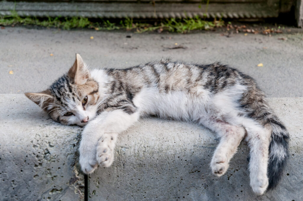 Chat malade