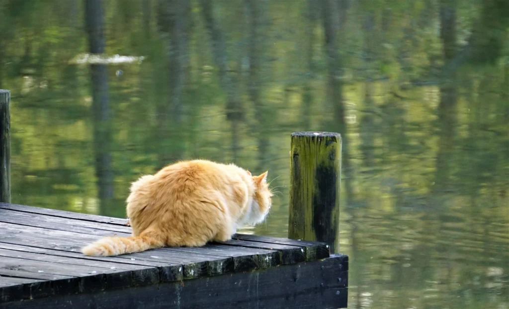 chat ponton lac