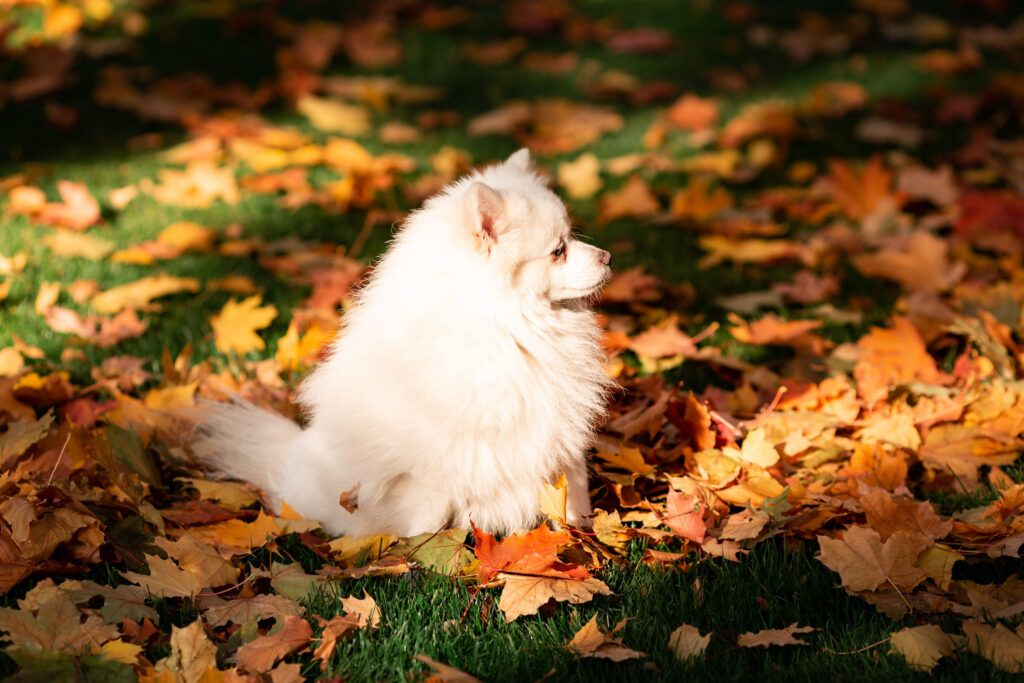 American Eskimo dog