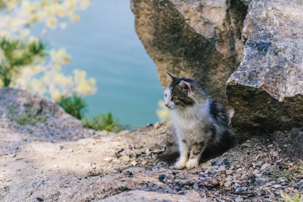 chat riviere