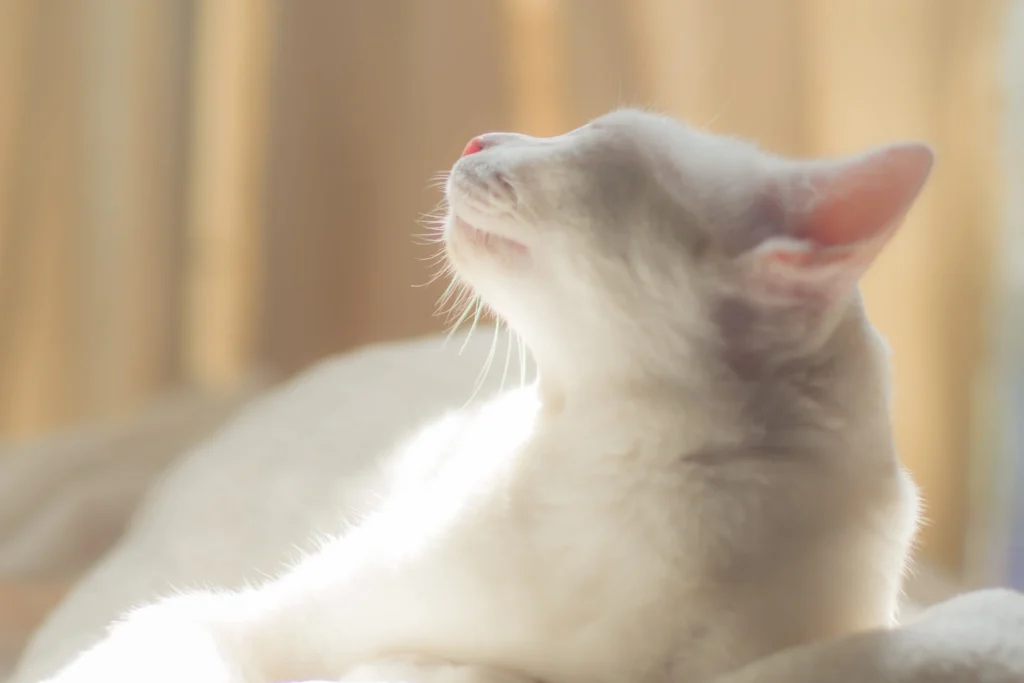 chat blanc soleil