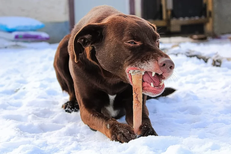 Que faire si mon chien a avalé un os sans le mâcher ?
