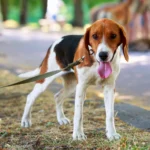 American foxhound