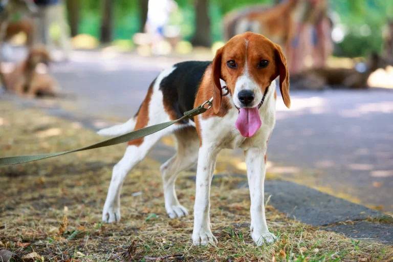 American foxhound