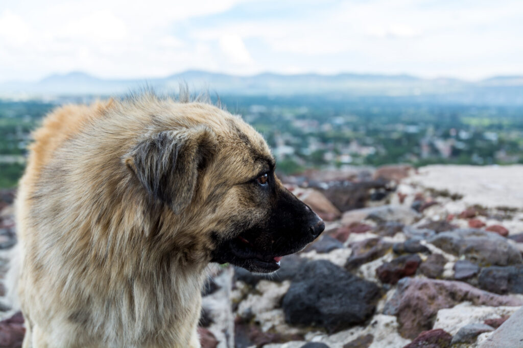 Kangal