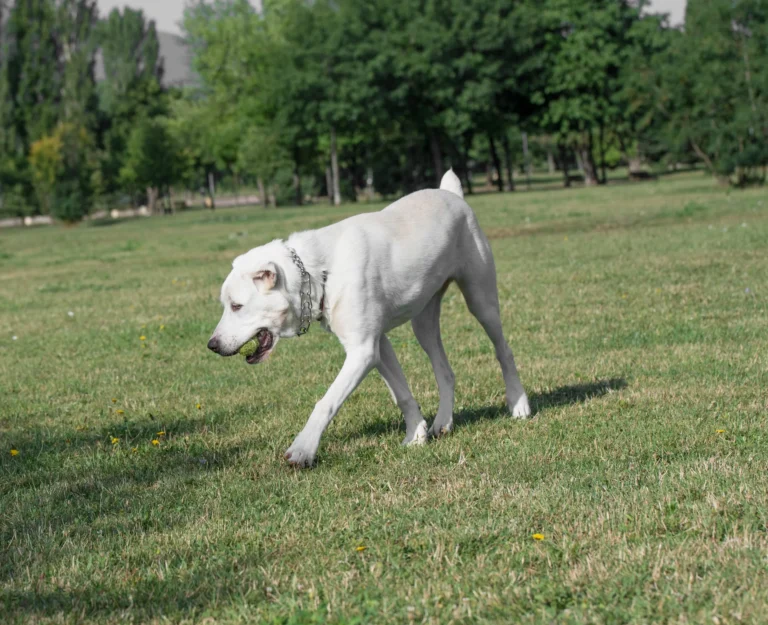 Risques des coups de soleil chez le chien