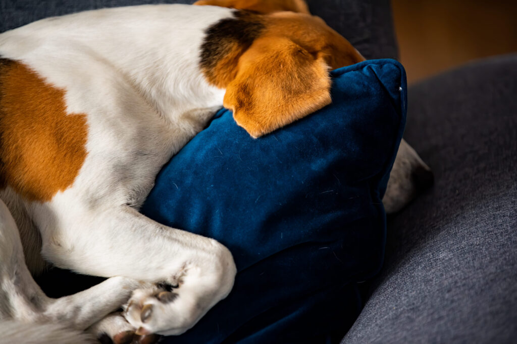 American foxhound qui dort