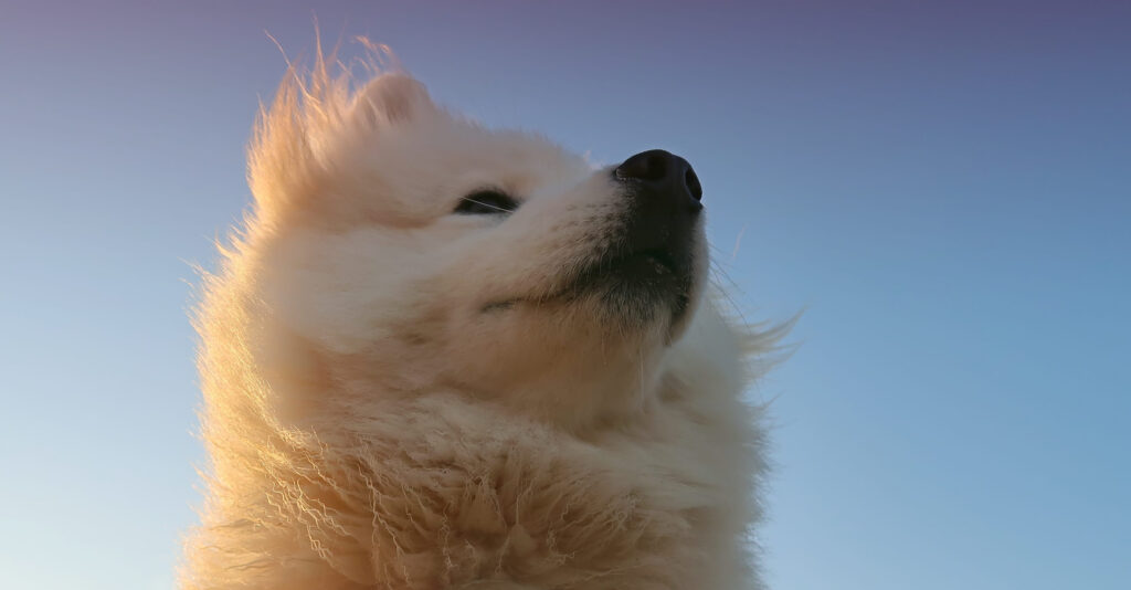 American Eskimo Dog