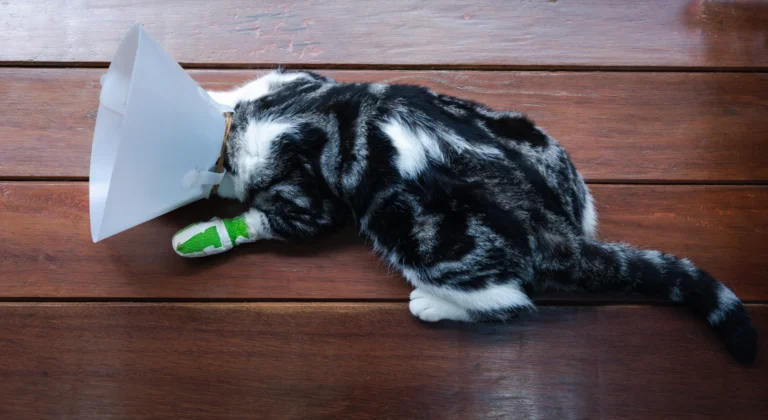 Quels accidents peuvent arriver à votre chat et comment les éviter ?
