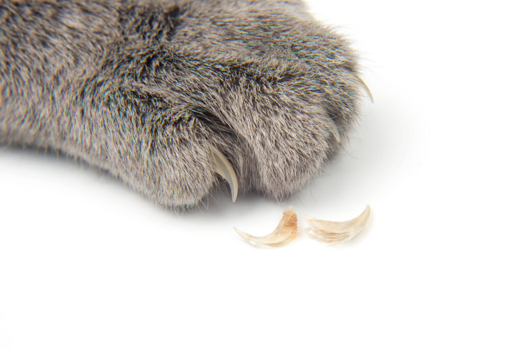 Griffe du chat cassé