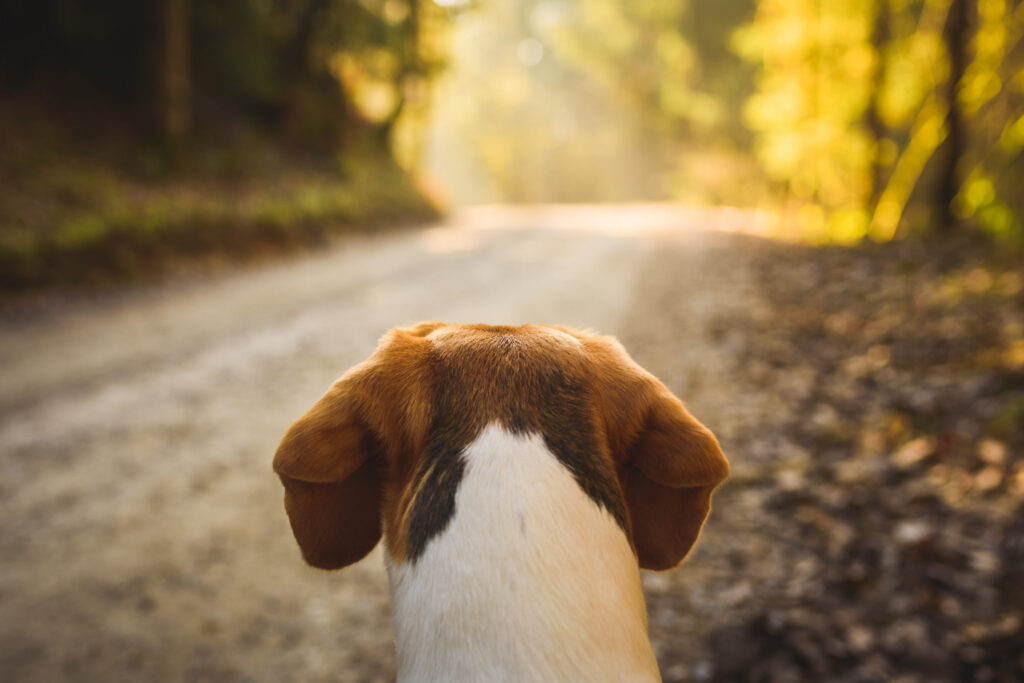 American foxhound en balade