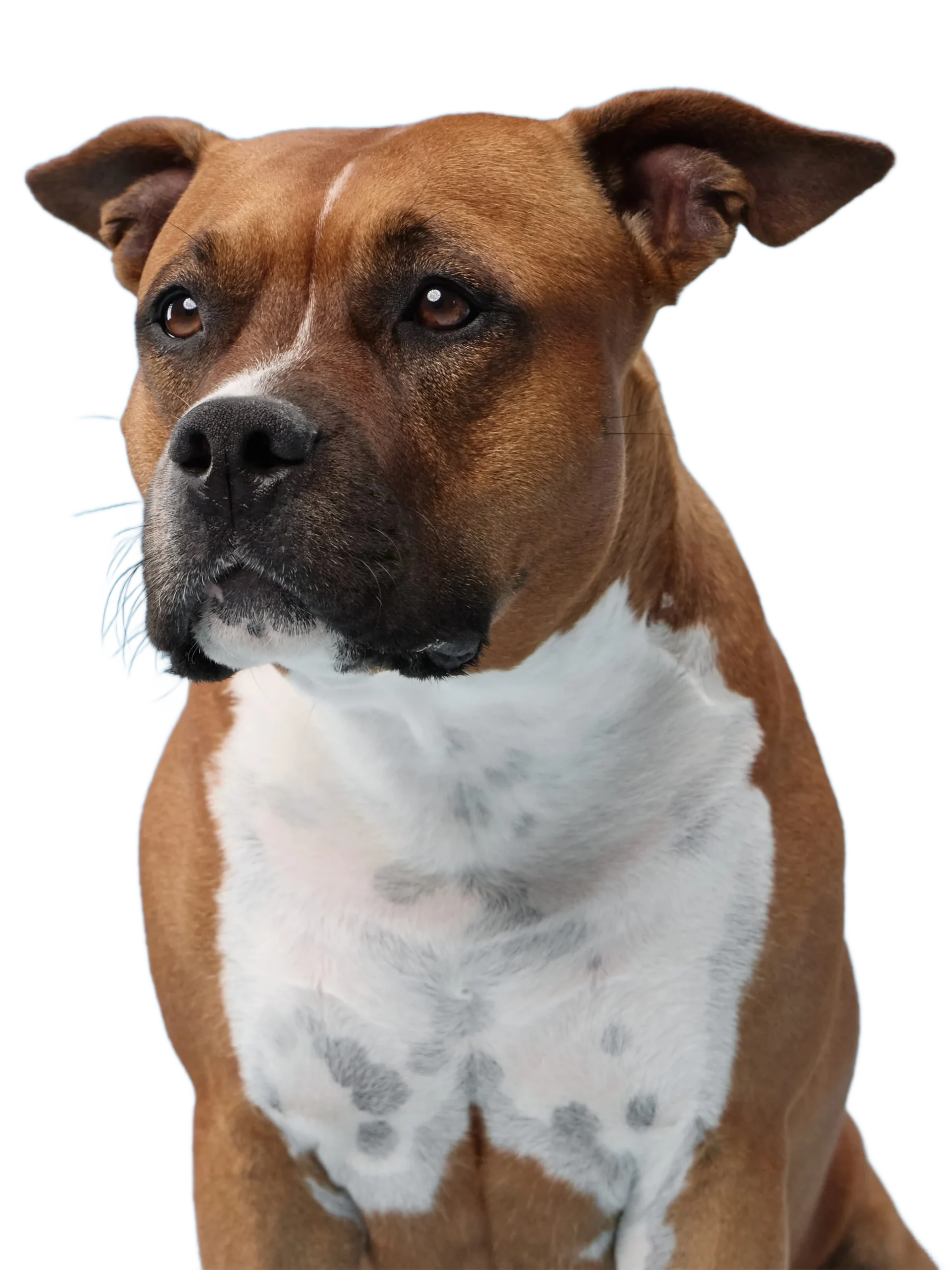 American Staffordshire