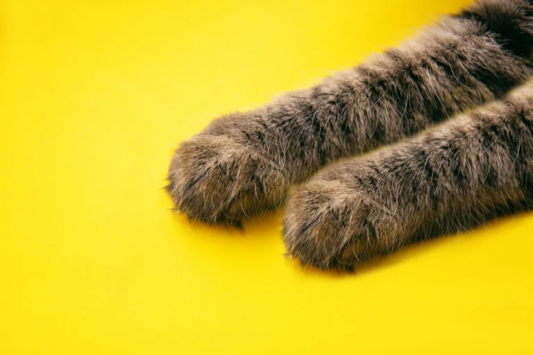 Que faire si mon chat s’arrache une griffe ?