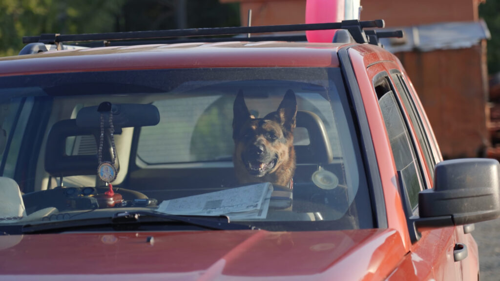 Chien enfermé en plein soleil