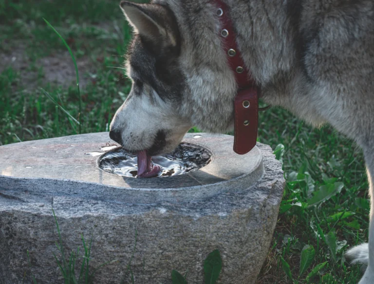 Prévenir la déshydratation chez le chien