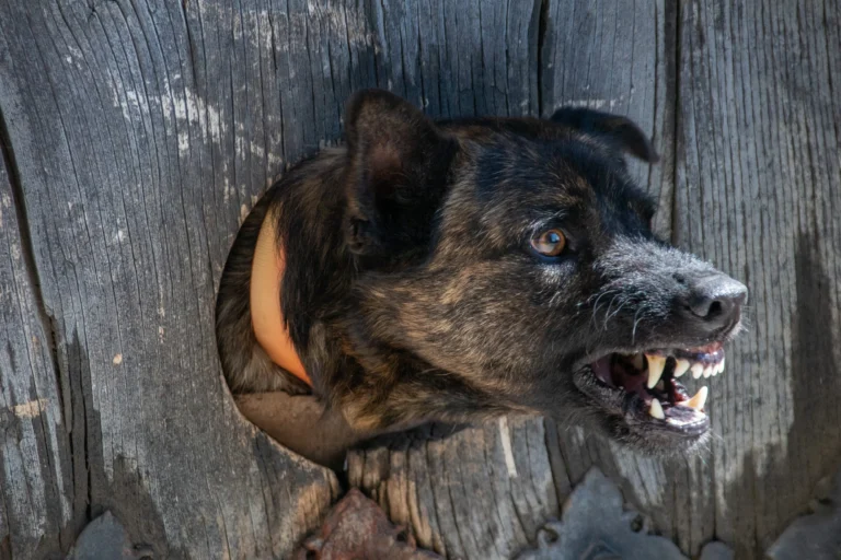 Top 10 des chiens considérés comme les plus dangereux