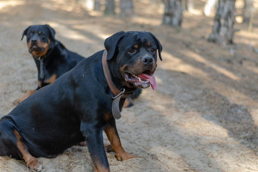 Rottweiler