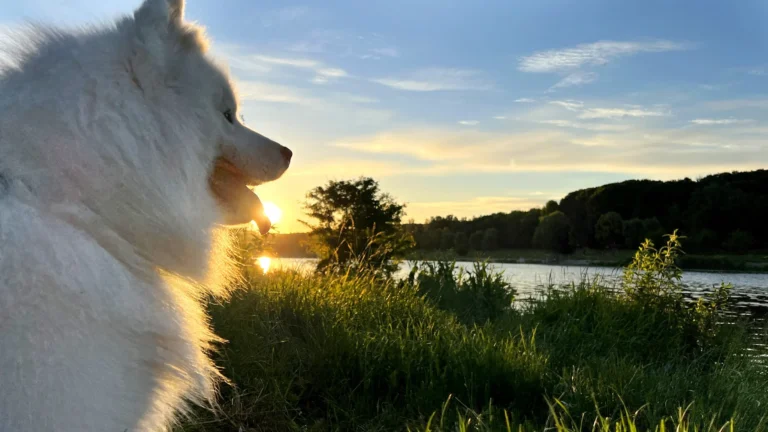 American Eskimo dog