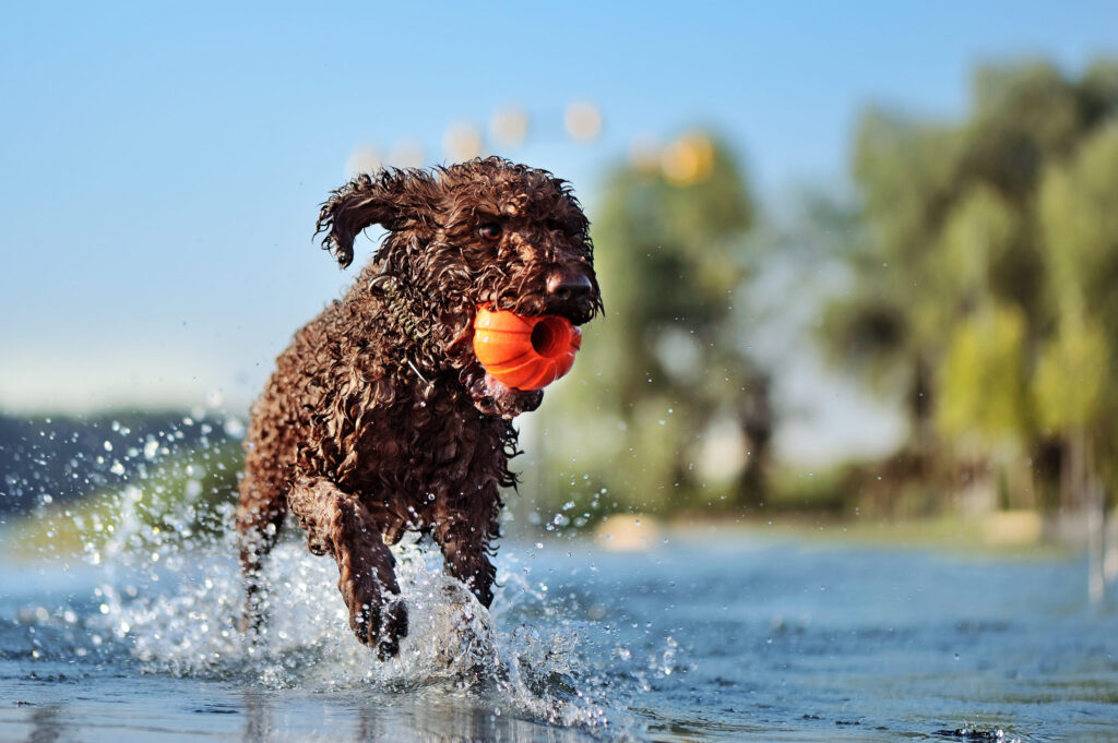 Chien d'eau américain