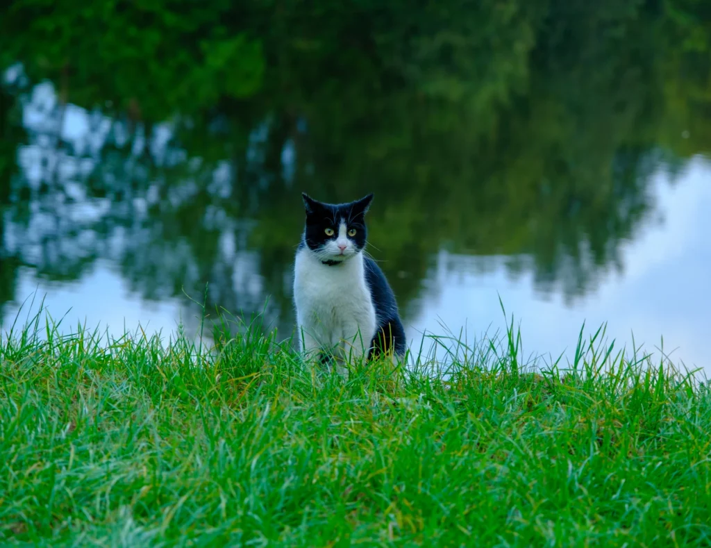 Intoxication aux cyanobactéries chez le chat