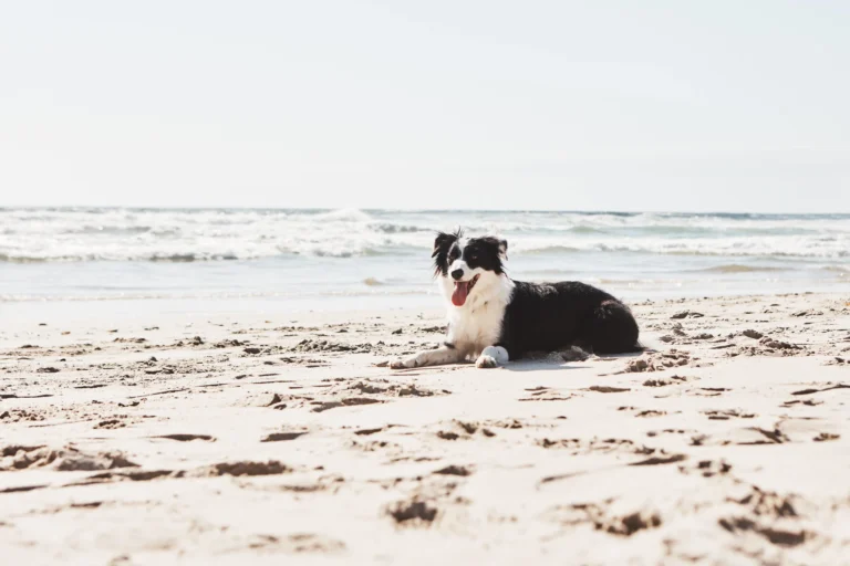 Existe-t-il des plages autorisées aux chiens en France ?