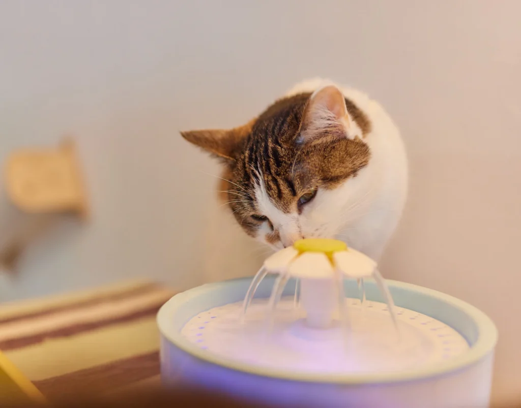 Eviter la déshydratation chez le chat