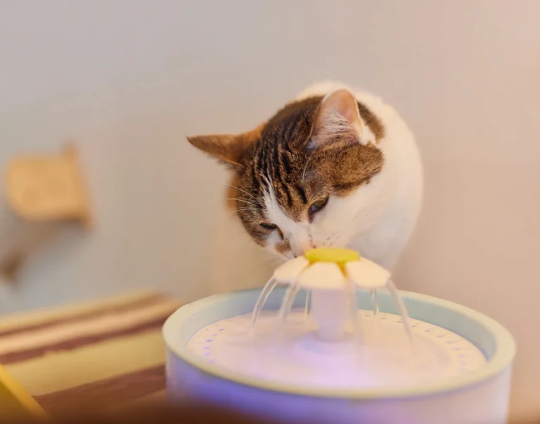 Eviter la déshydratation chez le chat