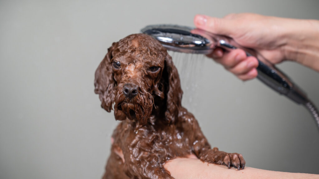 American Water Spaniel à la douche